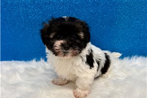 Lucy - Havanese for sale