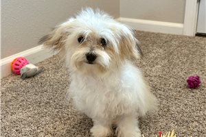Ivana - Havanese for sale