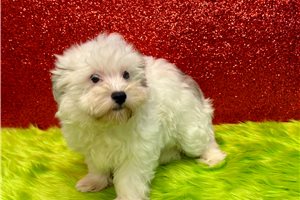 Rogan - Havanese for sale
