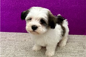 Loki - Havanese for sale
