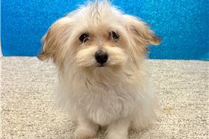 Ivana - Havanese for sale