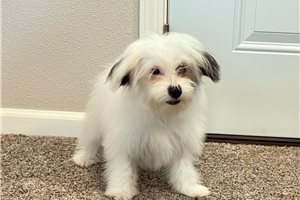 Greta - Havanese for sale