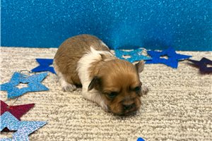 Jadis - puppy for sale