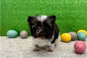 Franklin - Havanese for sale