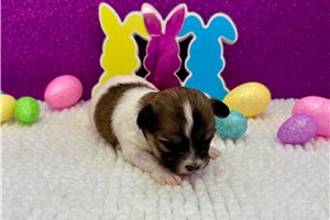 Brielle - puppy for sale