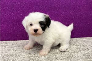 Luna - puppy for sale