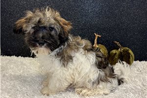 Victor - Havanese for sale