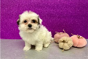 Kiara - puppy for sale