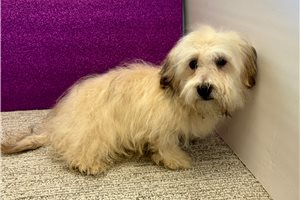 Caleb - puppy for sale