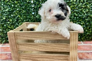 Nightshade - puppy for sale