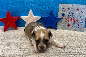 Janelle - Havanese for sale