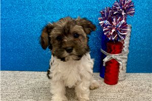 Brianna - Havanese for sale