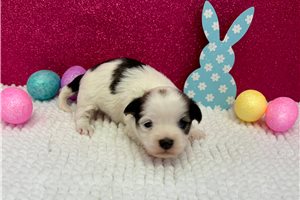 Loki - puppy for sale