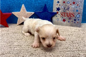 Jago - Havanese for sale