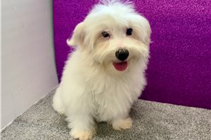 Lucas - Havanese for sale