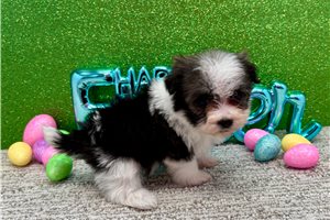Gracie - Havanese for sale
