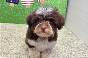 Sienna - Havanese for sale