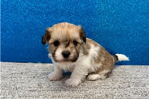 Beau - Havanese for sale
