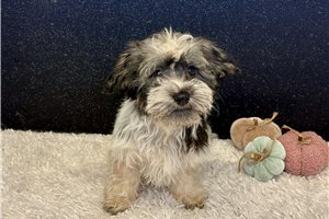Oreo - Havanese for sale