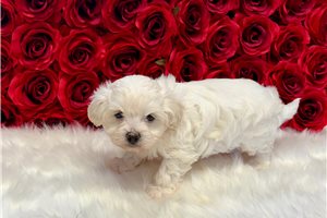 Iggy - Havanese for sale