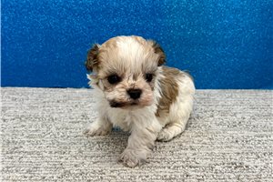 Bailey - Havanese for sale