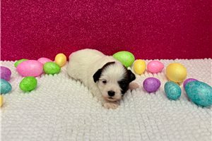 Gabriella - Havanese for sale