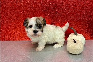 Rhodes - puppy for sale