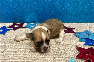 Janelle - puppy for sale