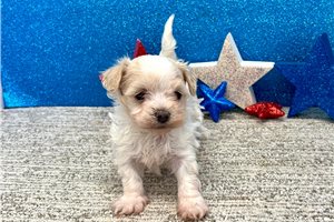 Jago - Havanese for sale