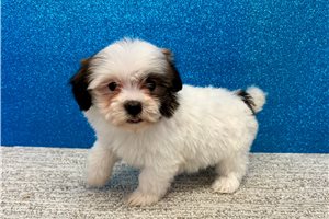 Gabriella - Havanese for sale