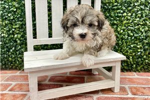 Naula - Havanese for sale