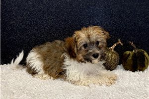 Violet - Havanese for sale
