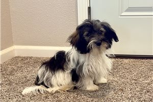 Lucy - Havanese for sale