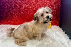 Caleb - Havanese for sale