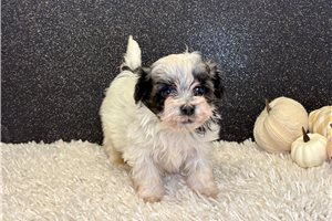 Gabriel - Havanese for sale