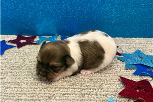 Jane - puppy for sale