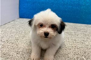 Greta - Havanese for sale