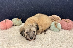 Amos - Havanese for sale