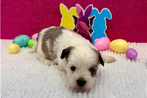 Leah - Havanese for sale