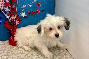 Greta - Havanese for sale