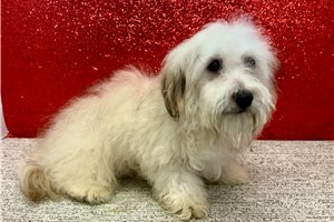 Caleb - Havanese for sale
