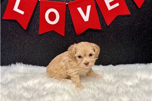 Harper - puppy for sale