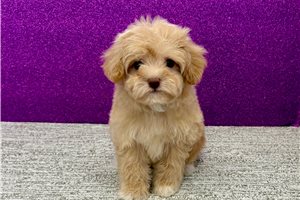 Harper - Havapoo for sale