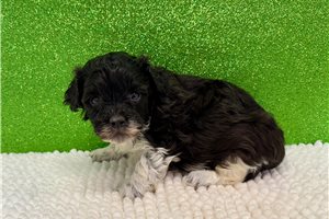 Timothy - puppy for sale