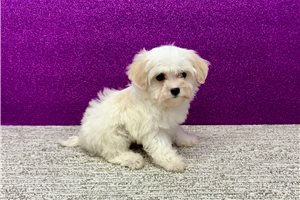 Hera - Havapoo for sale