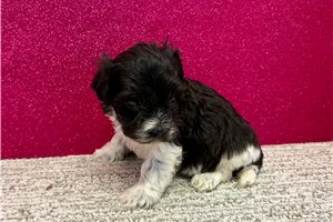 Blake - Havapoo for sale