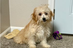 Thai - Havapoo for sale