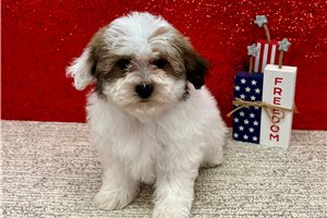 Tammy - Havapoo for sale