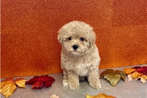 Kevin - puppy for sale