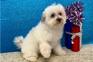 Trisha - Havapoo for sale